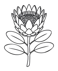 Fototapeta premium Black and white outline drawing of a beautiful protea flower with detailed petals and leaves, perfect for naturethemed designs and botanical projects.