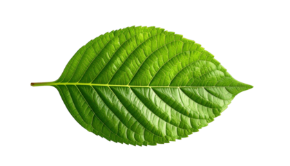 Vivid green leaf with prominent veins isolated on a stark black background
