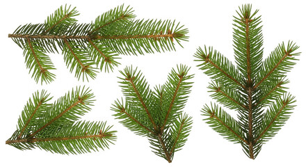 Vibrant green spruce tree branch elements isolated for design