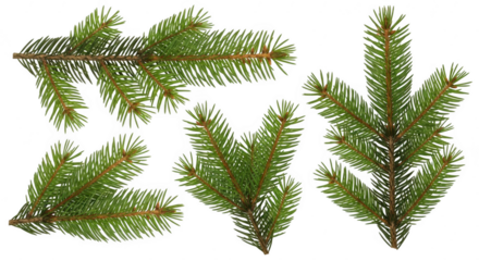 Vibrant green spruce tree branch elements isolated for design