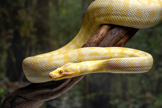 A bright yellow of albino Darwin carpet python (Morelia spilota variegata). The species is native to the Northern Territory of Australia.