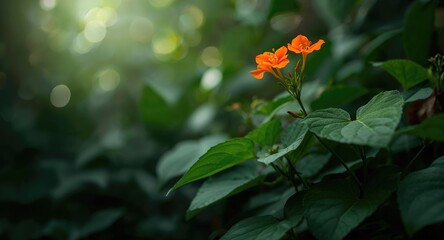 Jungle Geranium, a symbol of love and life, shown in vibrant bloom, emphasizing cultural significance, Earth Day