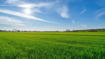 Fototapeta premium Summer landscape scene with lush green grass, clear blue sky, and bright sunlight, ideal for background or layout design