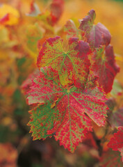 Close-up of a colorful autumn grapevine leaf with vibrant red, green and yellow tones. Soft background and rich texture, ideal for themes of nature, vineyards, seasons and agriculture.