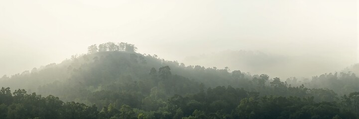 Misty morning scene at a hilltop in a dense forest, emphasizing natural landscape preservation