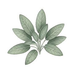 Botanical Illustration of Grey-Green Sage Leaves, Isolated on White Background, Watercolor Clipart