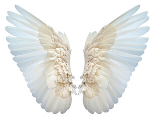 Majestic, open, symmetrical white wings against black, detailed plumage, light