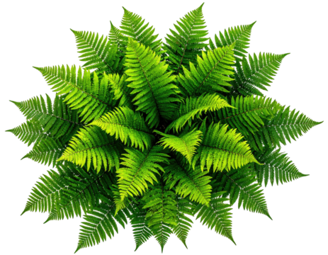 Top-down view of a lush green fern, its fronds radiating outward from a central point