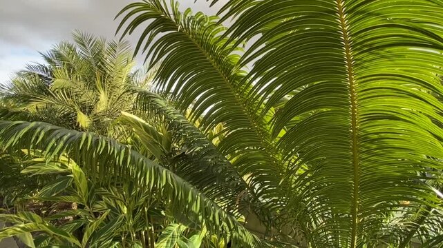 Cycad or Cycas circinalis, Queen sago tropical plants green leaves in the garden of Tenerife,Canary Islands,Spain,4K.