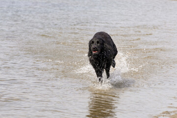 Having fun in the sea, dog, pet, companion animal, shepherd, herding dog, Old German Shepherd Dog