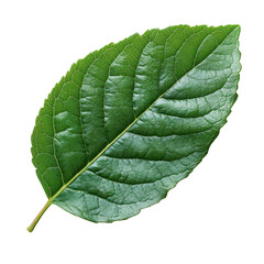 Green leaf isolated on transparent or white background