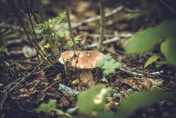 The mushroom grows in a dark forest