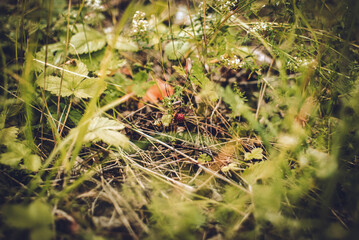 wild strawberry grows in a field
