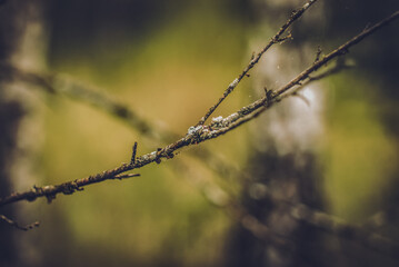 Young birch in field in summer