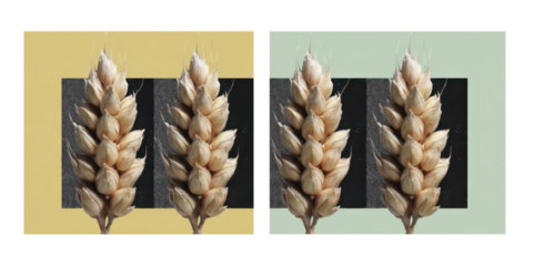 Collage Art Close up of Dried Wheat Stems Isolate on Transparent Background, png