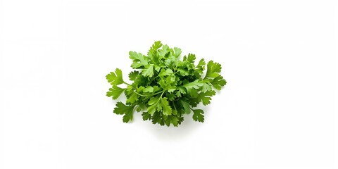 Obraz premium Fresh coriander leaves used as a culinary herb in food preparation, emphasizing aromatic leaf vegetables