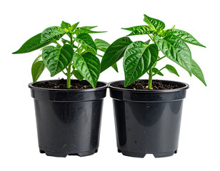 Two leafy green plants, in black pots, sit side-by-side against a white background