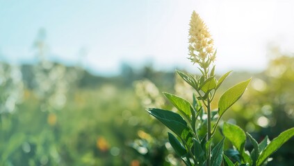 Obraz premium Herbaceous perennial plant with green leaves and flowers against a blue sky, suitable for natural background design