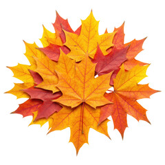 Obraz premium Seasonal Maple Foliage Pile Isolated on Transparent PNG Background.