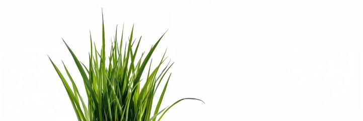 Obraz premium Long green grass blades arranged on a white background for layout use, with a focus on clean, simple textures
