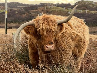 Close up of wild Highland cattle the beautiful  single cow with large twisted horns and chesnut ginger long haired coat on roadside grazing grass in stunning Isle of Mull mountain landscape