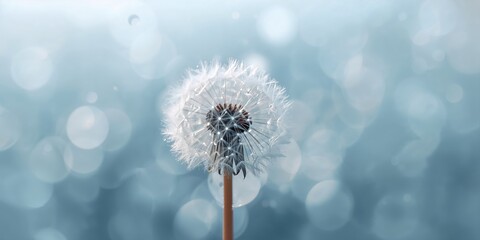 Dandelion seeds with dew drops, macro photography focusing on delicate structures, natural fragility, World Environment Day