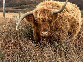 Close up of wild Highland cattle the beautiful  single cow with large twisted horns and chesnut ginger long haired coat on roadside grazing grass in stunning Isle of Mull mountain landscape