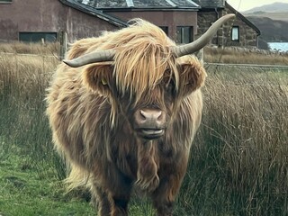Close up of wild Highland cattle the beautiful  single cow with large twisted horns and chesnut ginger long haired coat on roadside grazing grass in stunning Isle of Mull mountain landscape