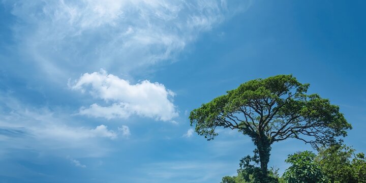 Cecropia tree against a clear blue sky, emphasizing seasonal growth patterns