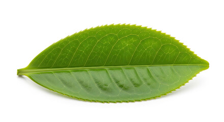 Fototapeta premium Single Green Tea Leaf Isolated on White Background 4.