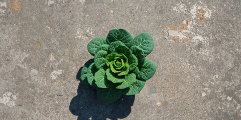 Young kale plant three days after planting, organic growth focus, no pesticides used