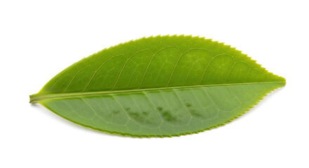 Obraz premium Single Green Tea Leaf Isolated on White Background 14.