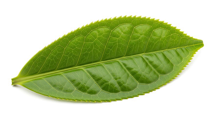 Obraz premium Single Green Tea Leaf Isolated on White Background 17.
