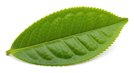 Fototapeta premium Single Green Tea Leaf Macro Shot Isolated on White Background.