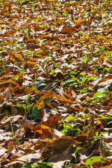 秋の山　降り積もった落ち葉と草