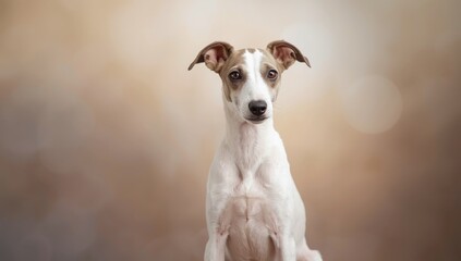Italian Greyhound puppy portrait, emphasizing sleek build and fine coat for pet breed identification