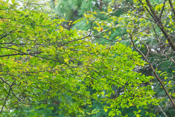 秋の森　日差しに輝く緑の葉24