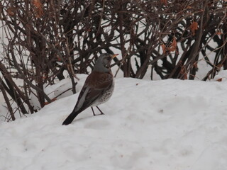 bird on the snow