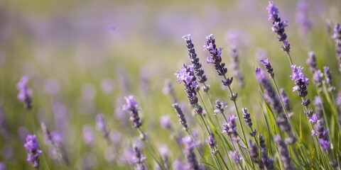 Fototapeta premium Purple lavender flowers arranged in a garden setting for aromatic use, emphasizing seasonal bloom awareness