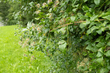 Wild Clematis vitalba Blooming in the Alps, White Flowers