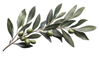 Olive branch with dark green leaves and green fruits on a transparent background showing olive tree branches clearly isolated