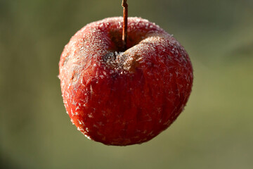 hoarfrost on rotten apple in winter