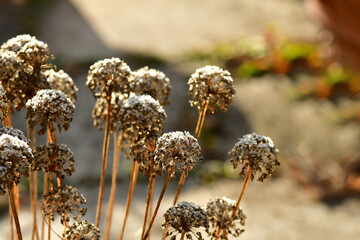 hoarfrost on herbs in winter