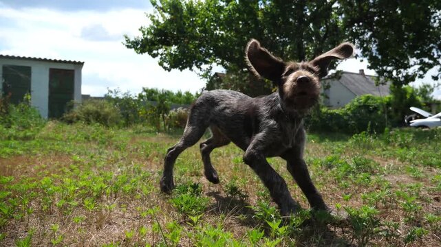 Playful brown drahthaar puppy running on grass at garden. Funny german wirehaired pointer dog plays with his owner jogging on green lawn at summer day. Concept of human and animal friendship. Slow mo