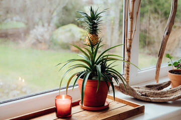 A cute little pineapple Ananas comosus plant growing in a flower pot at home window sill, showing a small yellow fruit. Candle burning, natural daylight.