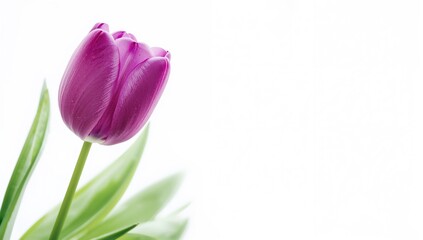 Fototapeta premium Purple tulip with lily-like petals on a white background, suitable for floral design layouts