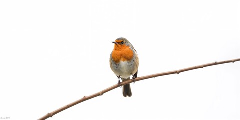 Fototapeta premium Robin perched on a slender branch against a plain white backdrop, emphasizing bird observation and avian behavior