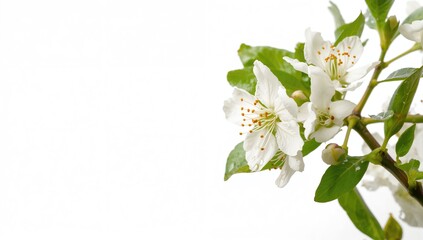 Fototapeta premium Close-up of citrus blooming branch with white background, emphasizing natural flowering for botanical study