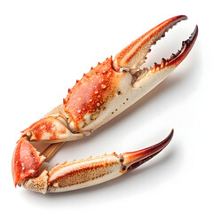 A single raw crab claw is isolated on a white background, highlighting its freshness, texture,