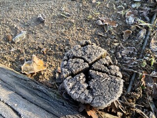 schnee, winter, natur, frost, eis, baum, weiß, pflanze, gras, gefroren, jahreszeit, ast, holz, weihnachten, schneebedeckt, landschaft, wald, close up, blume, blau, föhre, spaziergnag, wintelrich, knac